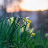 Vårens naturvårdsdag, lördag den 22 april